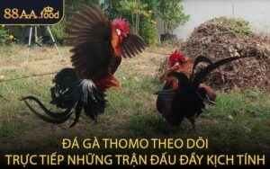 Đá Gà Thomo – Theo Dõi Trực Tiếp Những Trận Đấu Đầy Kịch Tính
