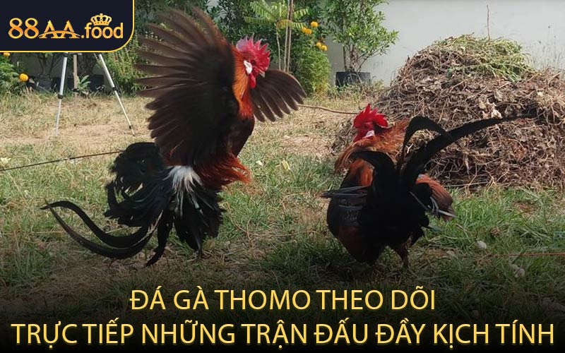 Đá Gà Thomo – Theo Dõi Trực Tiếp Những Trận Đấu Đầy Kịch Tính