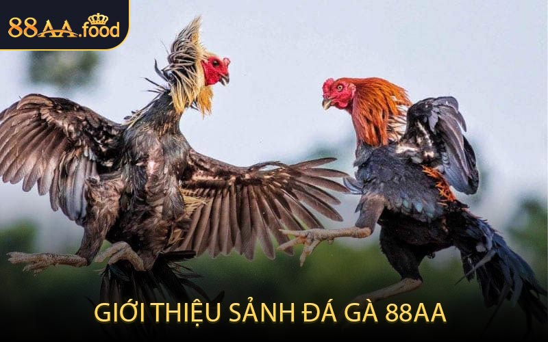 Giới Thiệu Sảnh Đá Gà 88AA