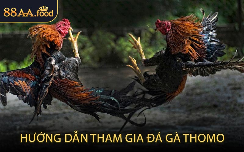 Hướng Dẫn Tham Gia Đá Gà Thomo